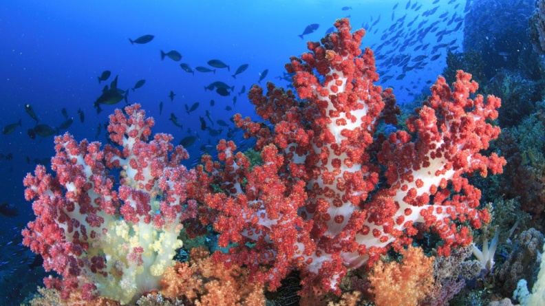 Red Soft Coral, Raja Ampat Islands, Indonesia